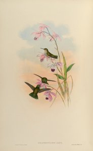 Chlorostilbon alice da John Gould